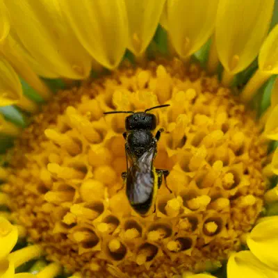 Sharp-collared Furrow Bee