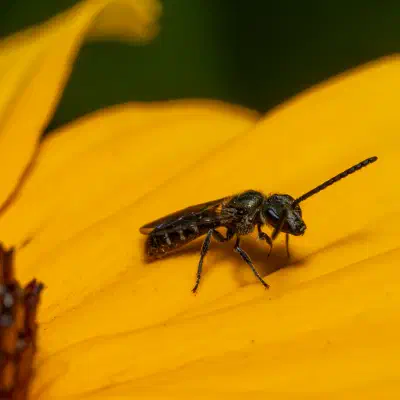 Sharp-collared Furrow Bee