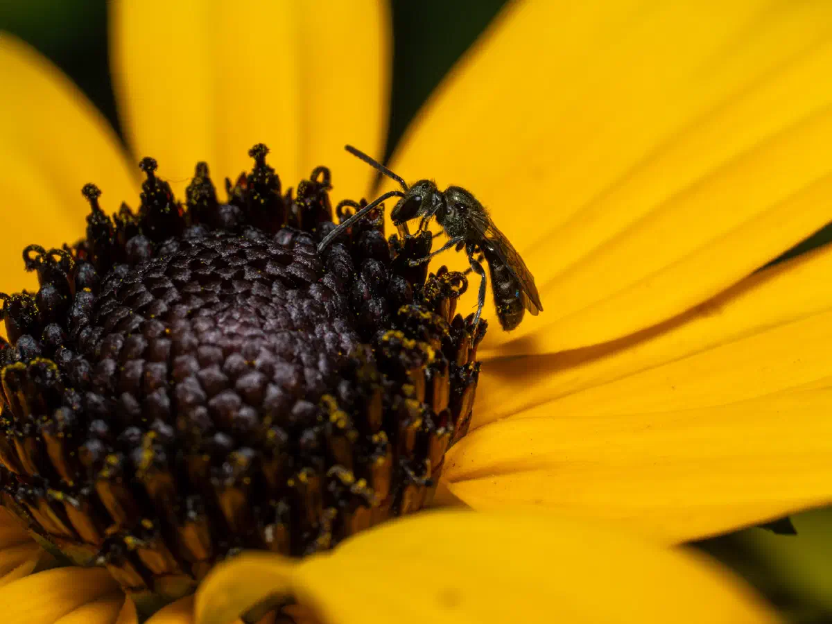 Lasioglosse des pavements