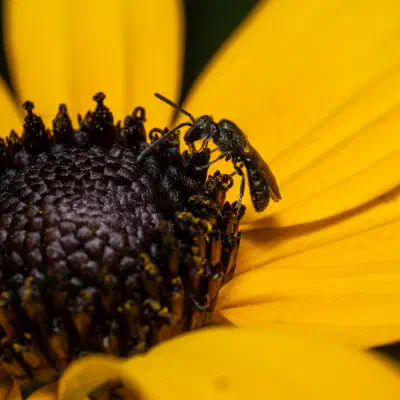 Lasioglossum malachurum