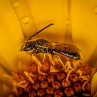 Sharp-collared Furrow Bee