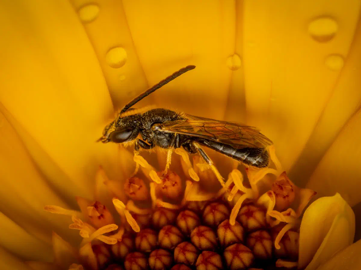 Lasioglosse des pavements
