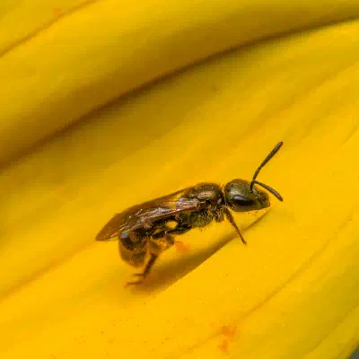 Sharp-collared Furrow Bee