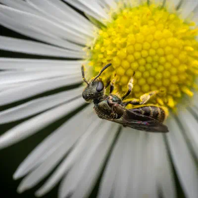 Sharp-collared Furrow Bee