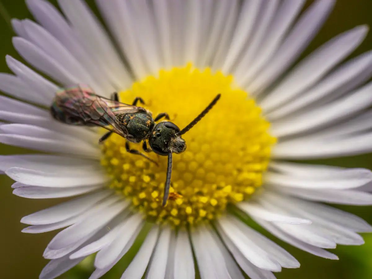 Lasioglosse des pavements
