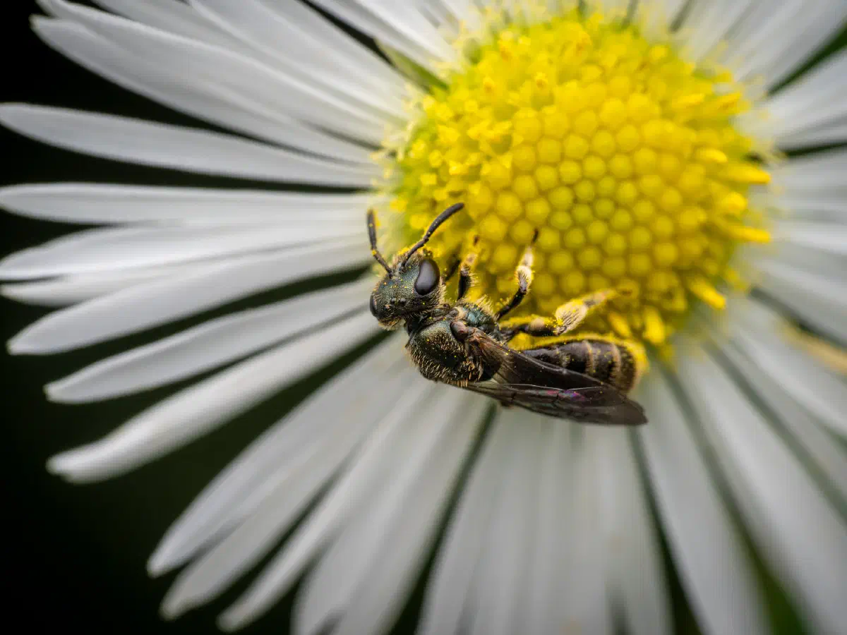 Lasioglosse des pavements