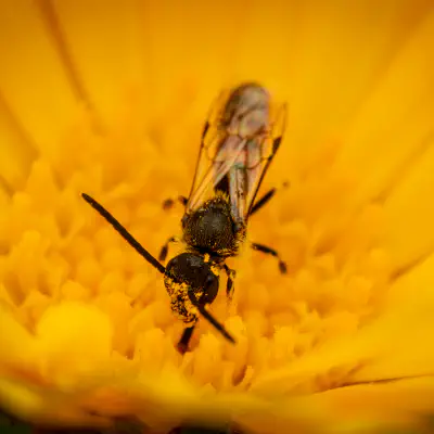 Schmalbienen
