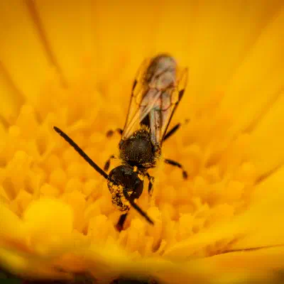 Lasioglossum