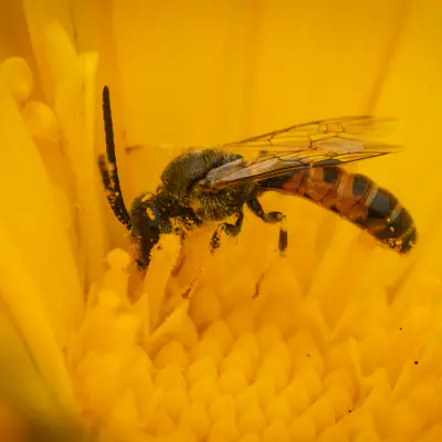 Schmalbienen