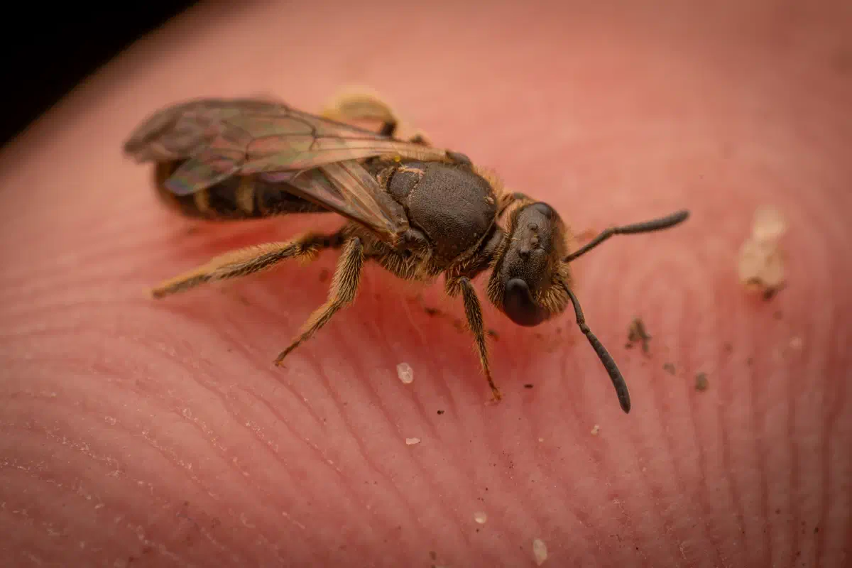 Lasioglossum – No. 4