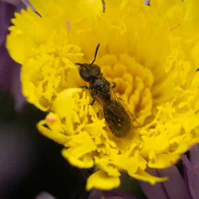 Lasioglossum