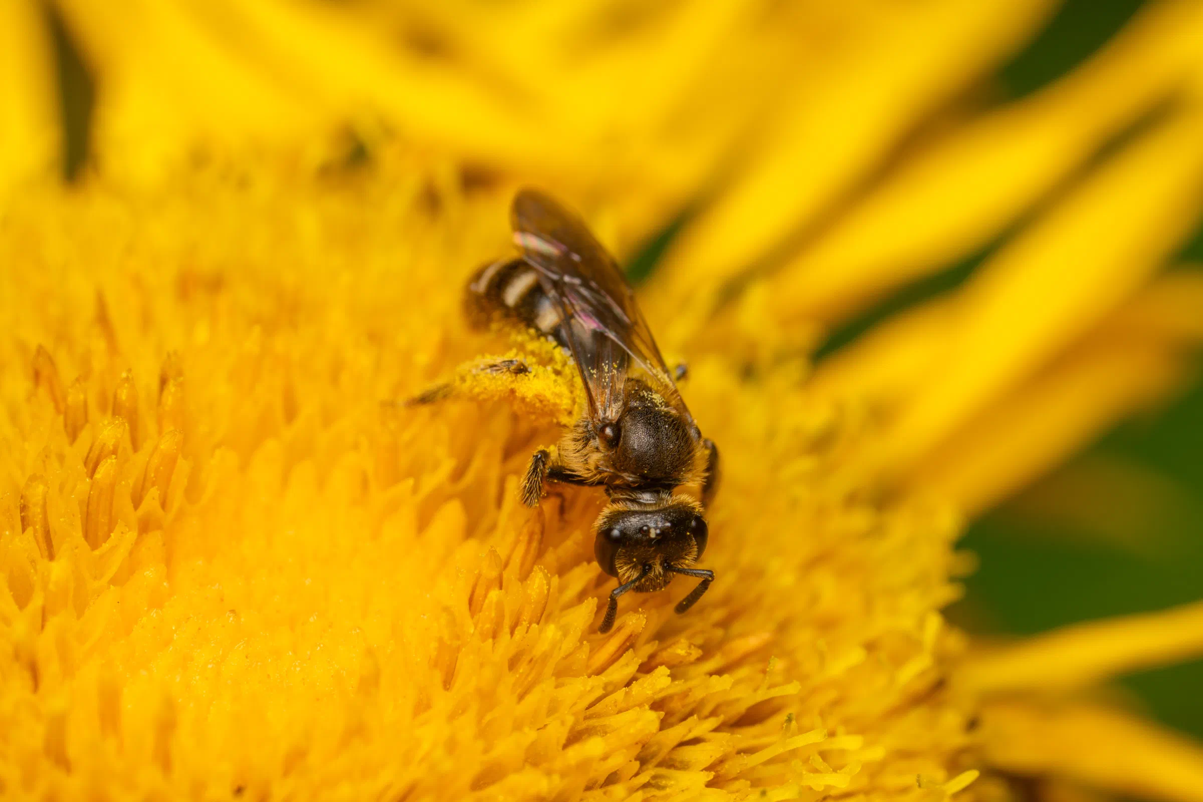 Lasioglossum – No. 7