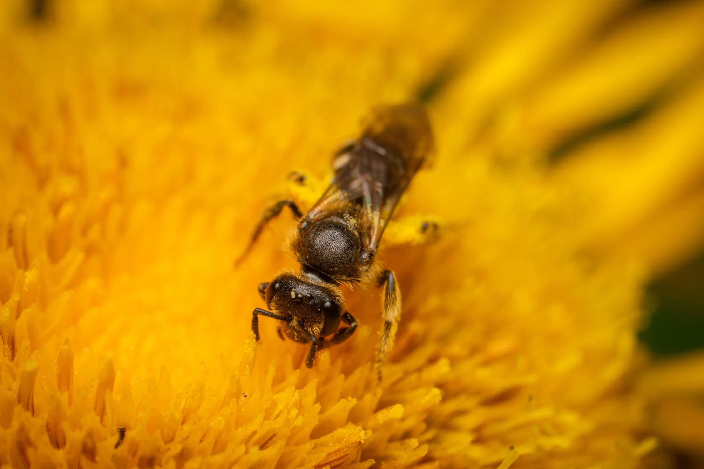 Lasioglossum – No. 8