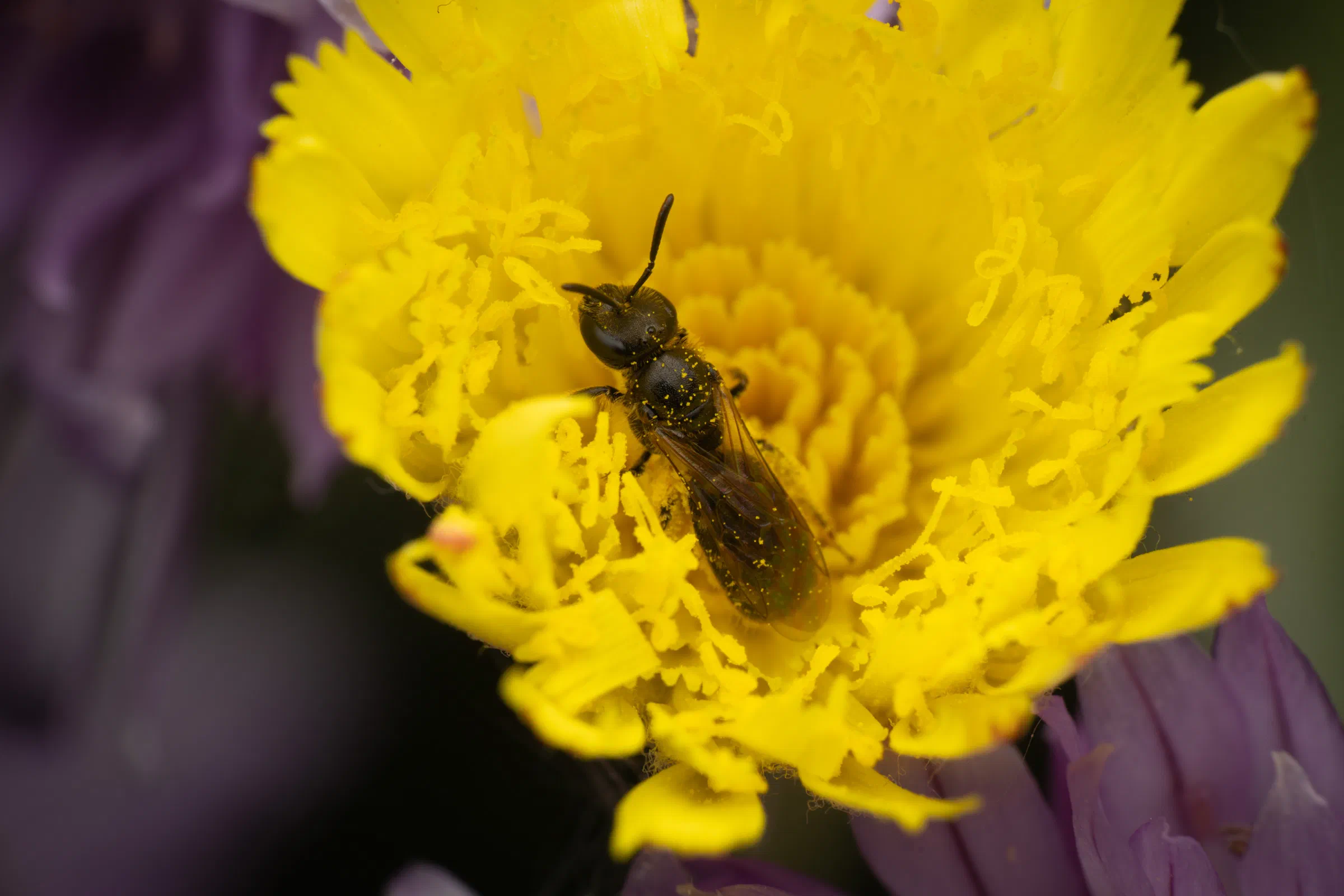 Schmalbienen