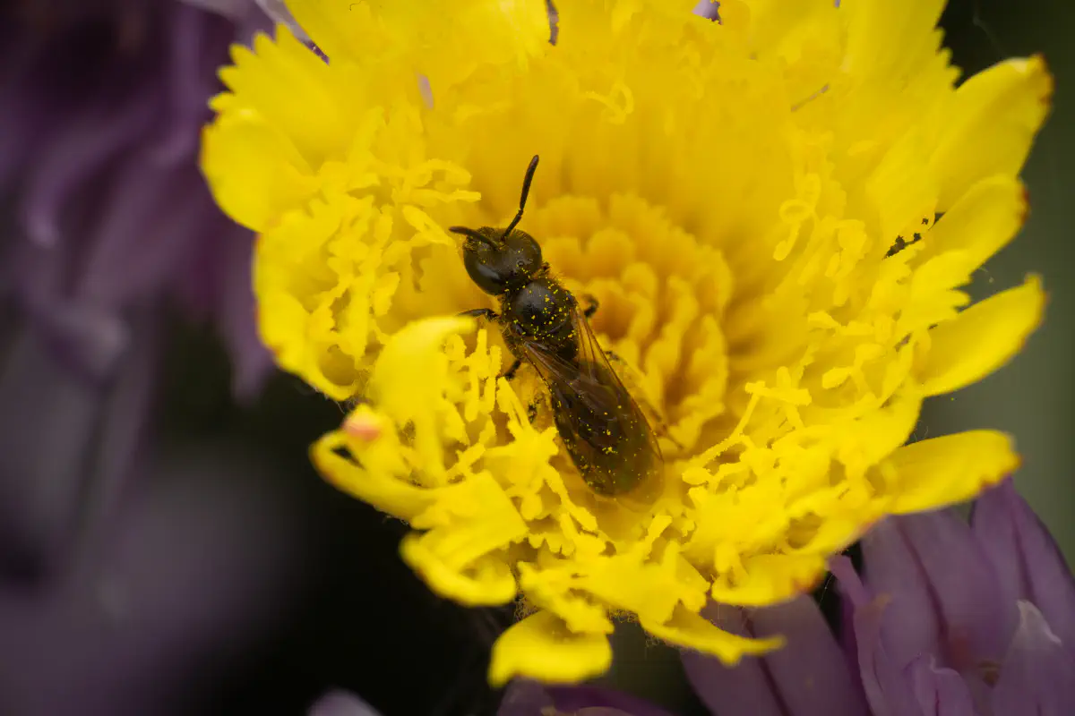Schmalbienen – No. 5