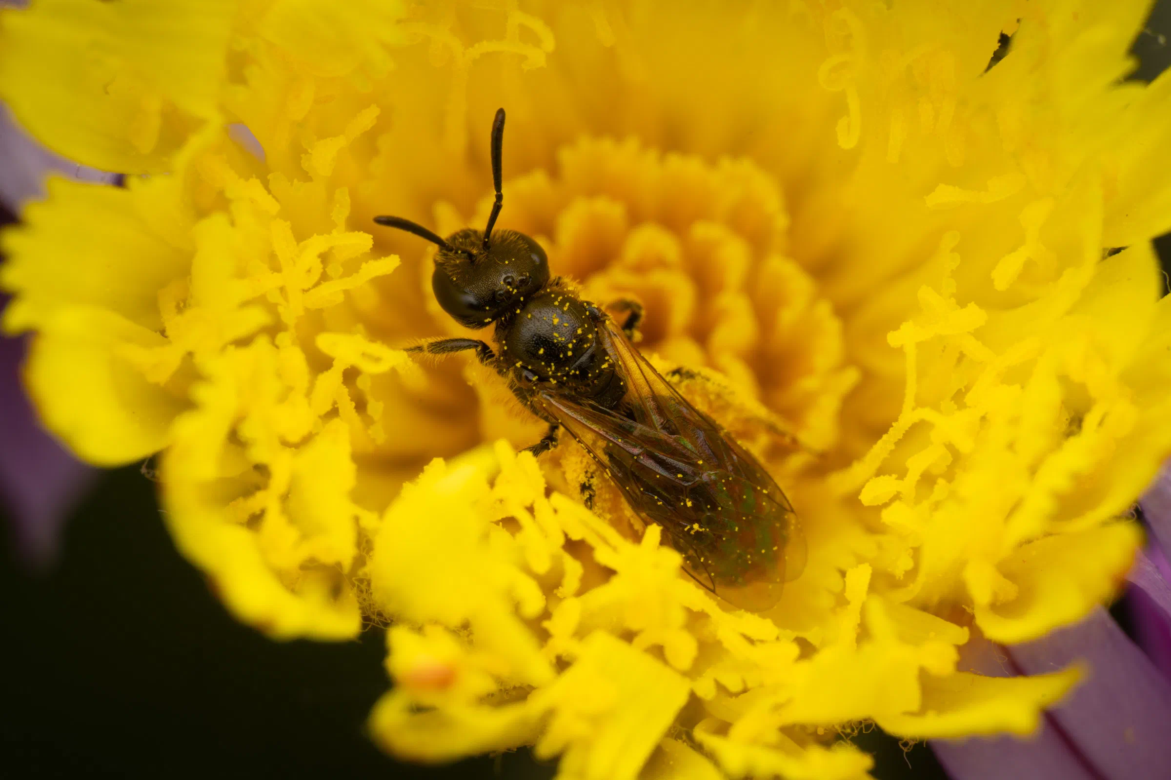 Schmalbienen