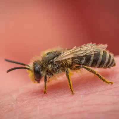 Abejas del celofán