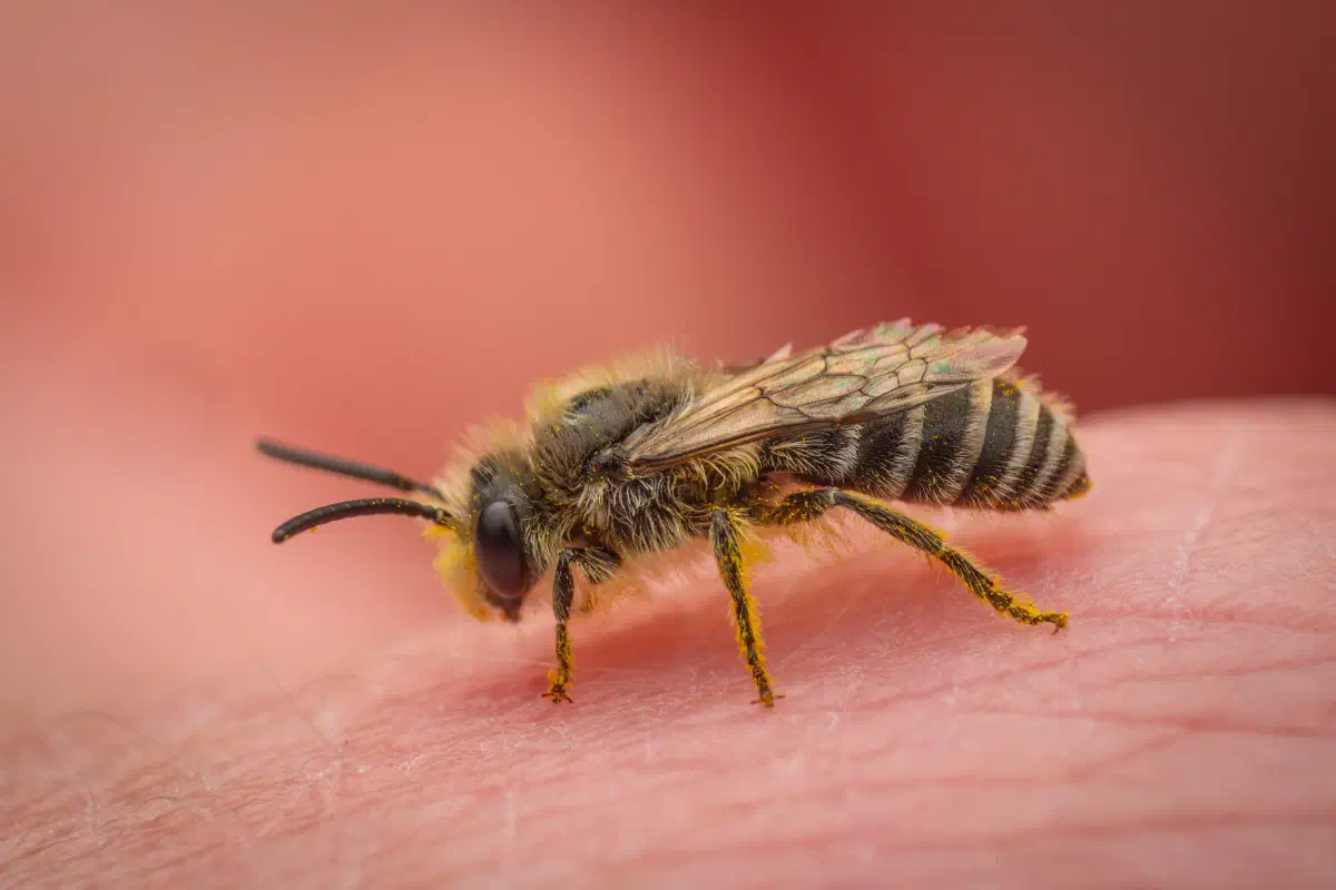 Cellophane Bees – No. 1