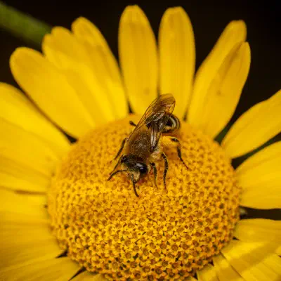 Seidenbienen