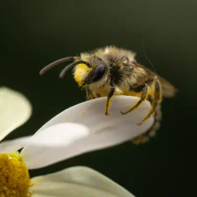 Cellophane Bees