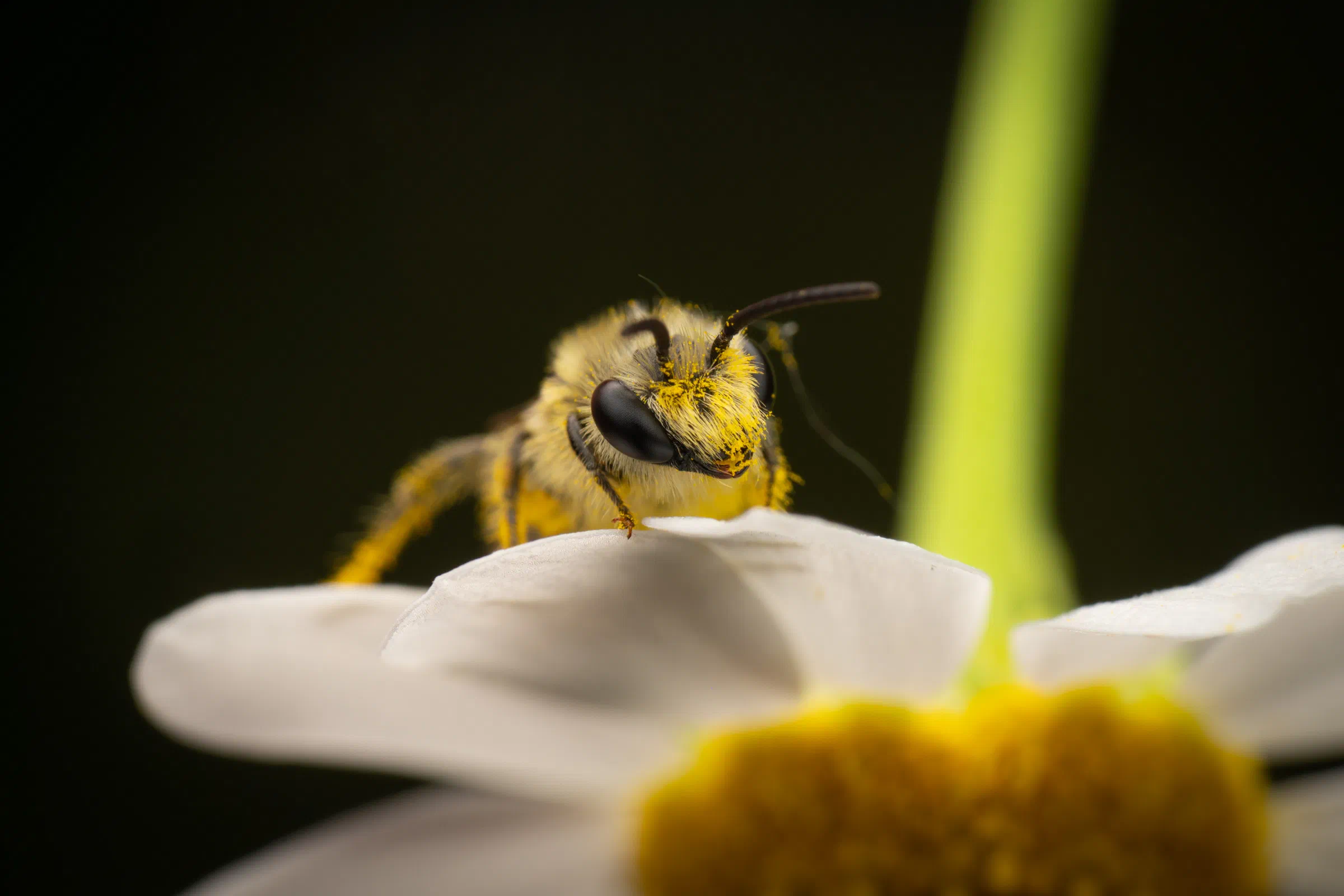 Cellophane Bees – No. 2
