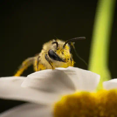 Abejas del celofán