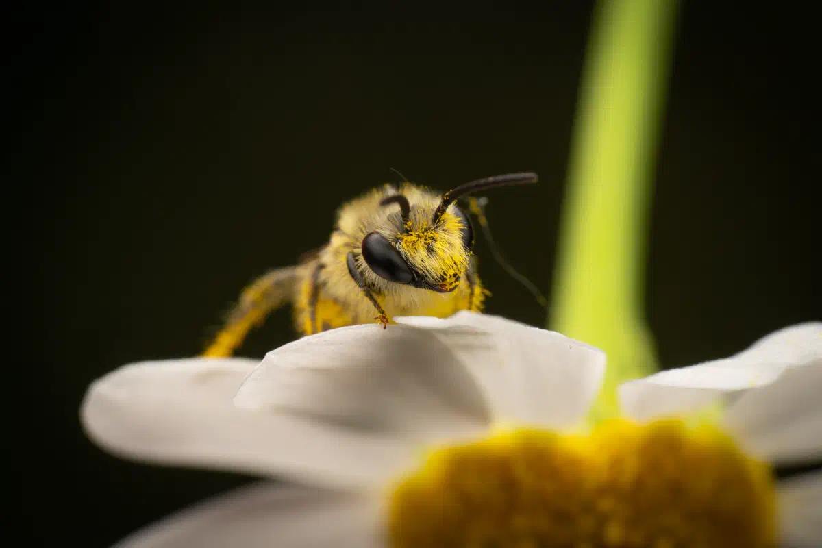 Cellophane Bees – No. 2