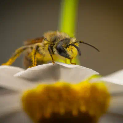 Cellophane Bees