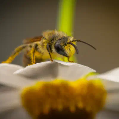 Abejas del celofán