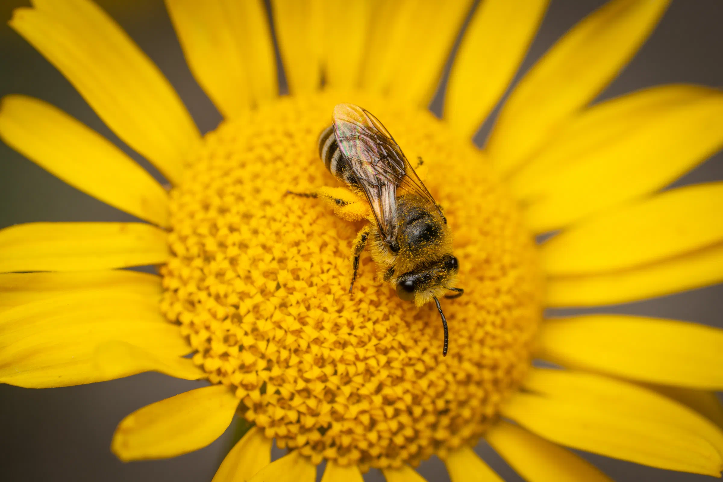 Abejas del celofán – No. 5