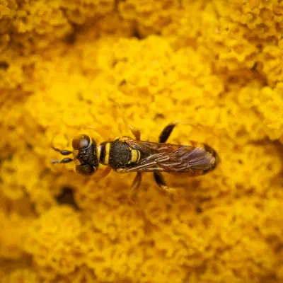 Dinetus pictus