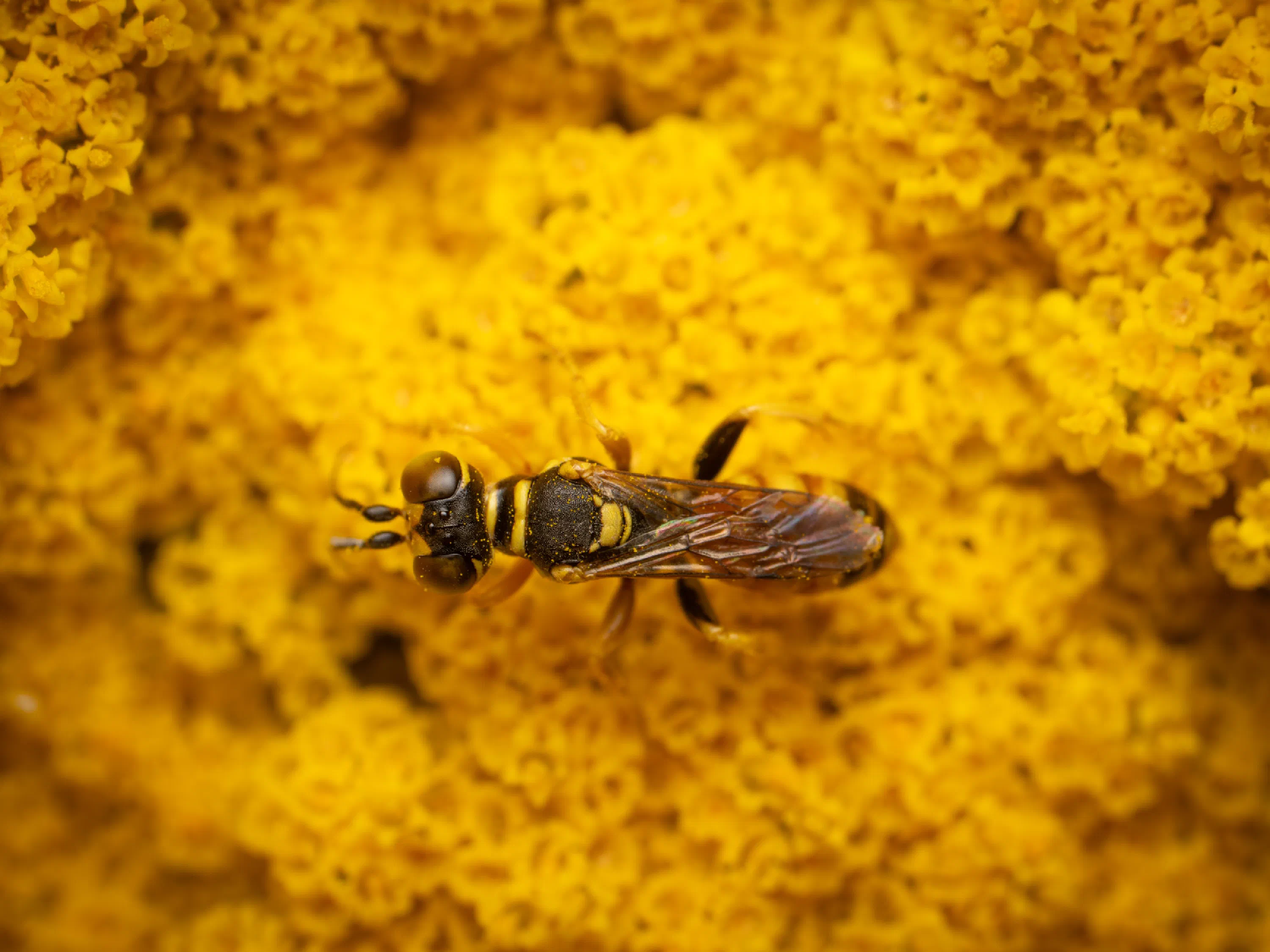 Dinetus pictus