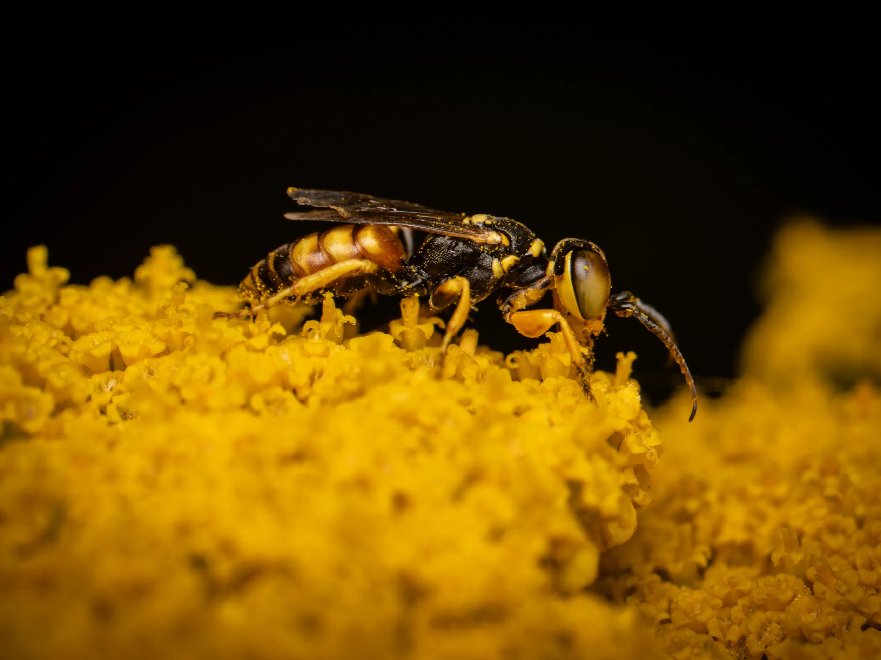 Dinetus pictus