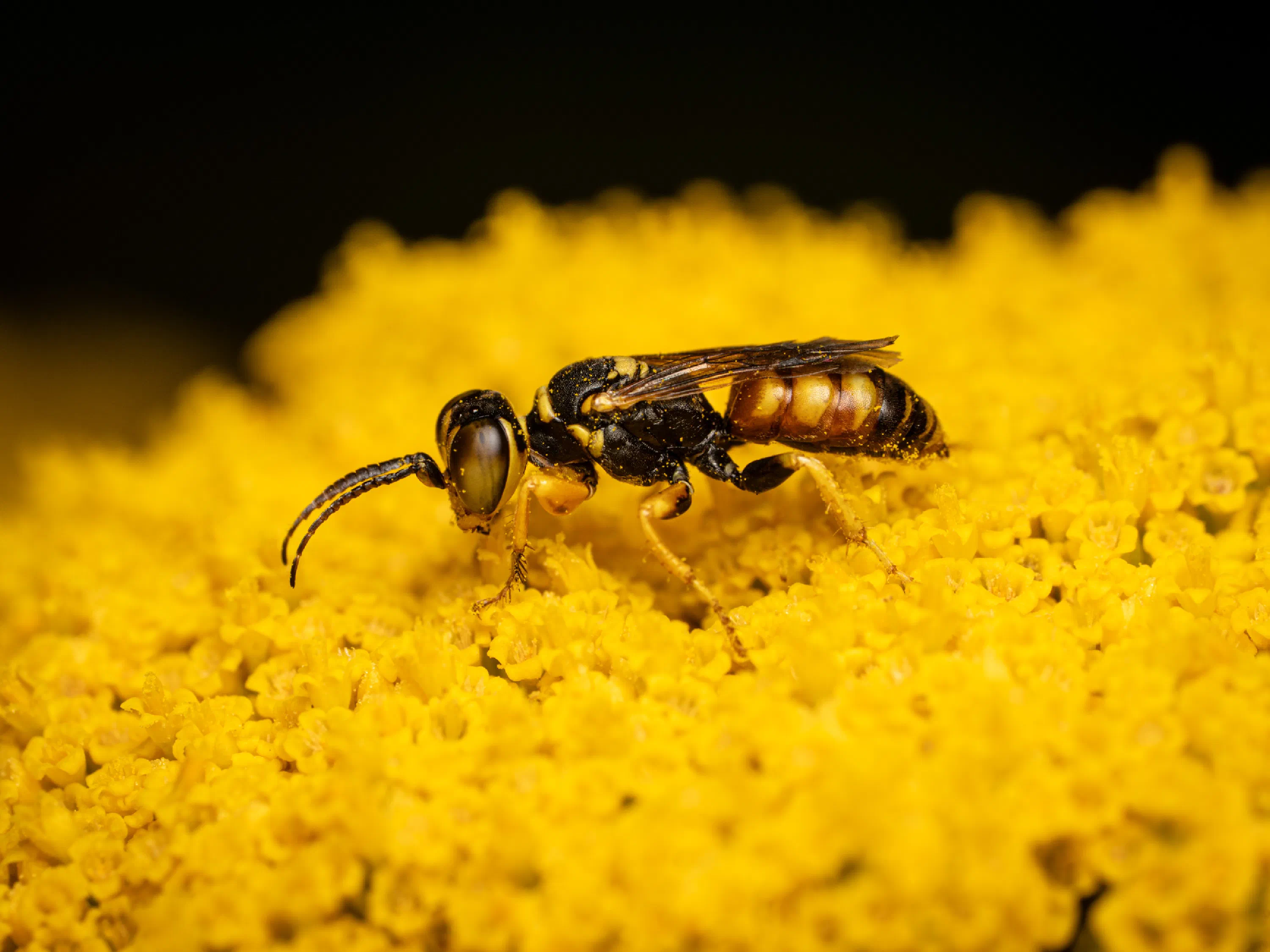 Dinetus pictus