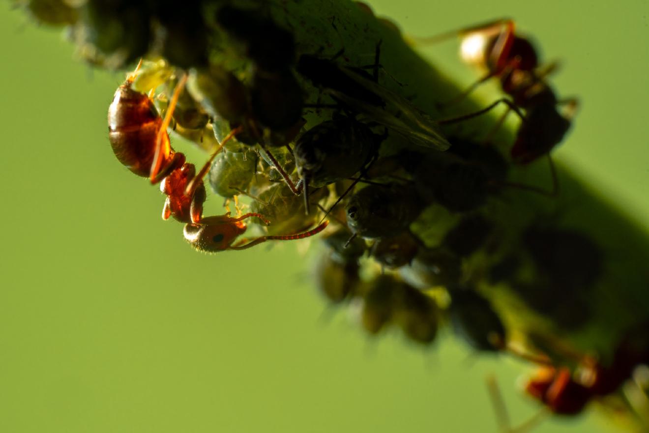 Braune Wegameise – No. 4