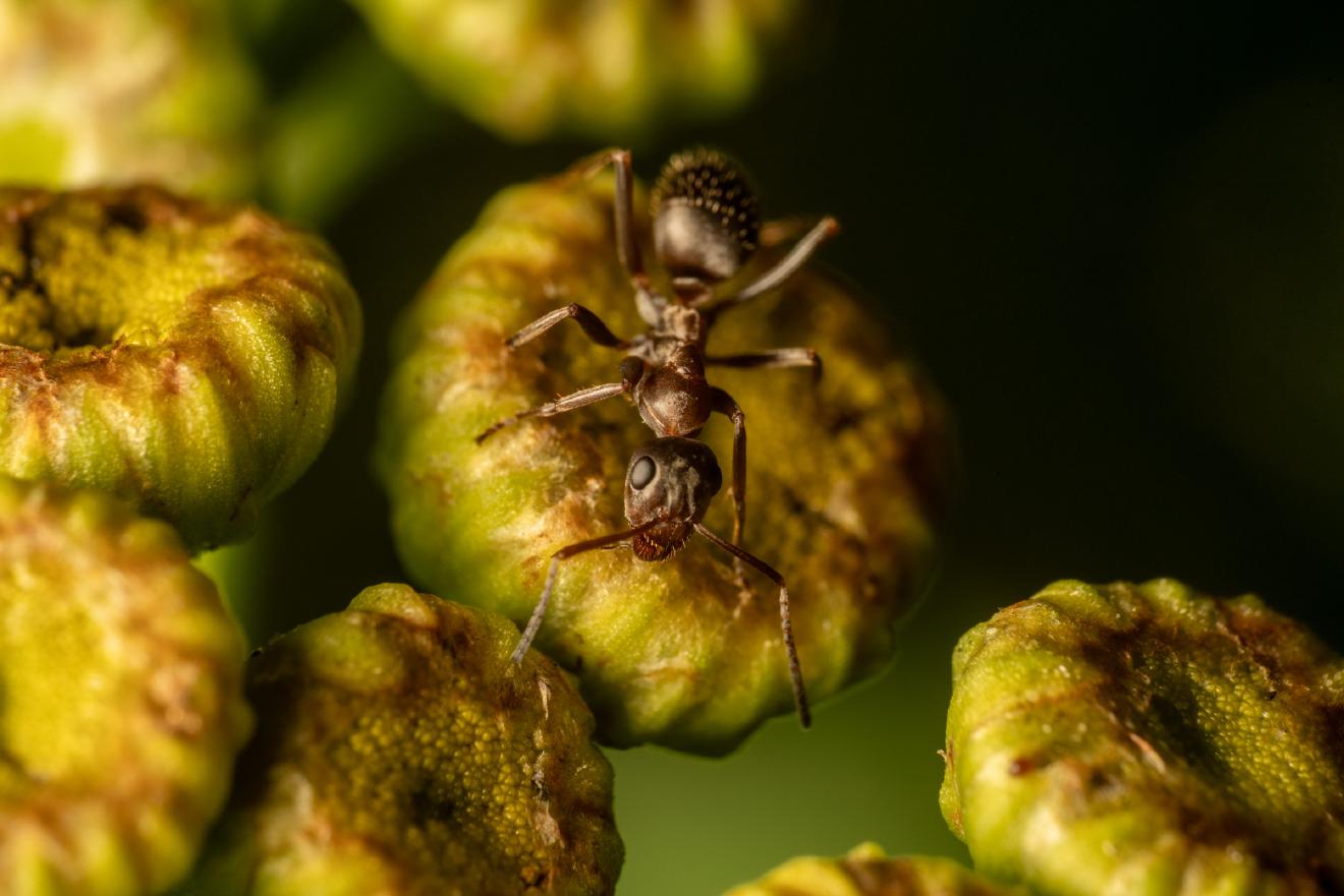 Brown Tree Ant – No. 5