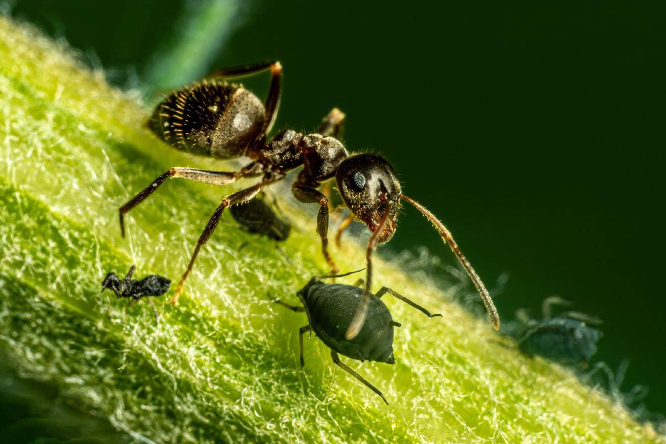 Brown Tree Ant