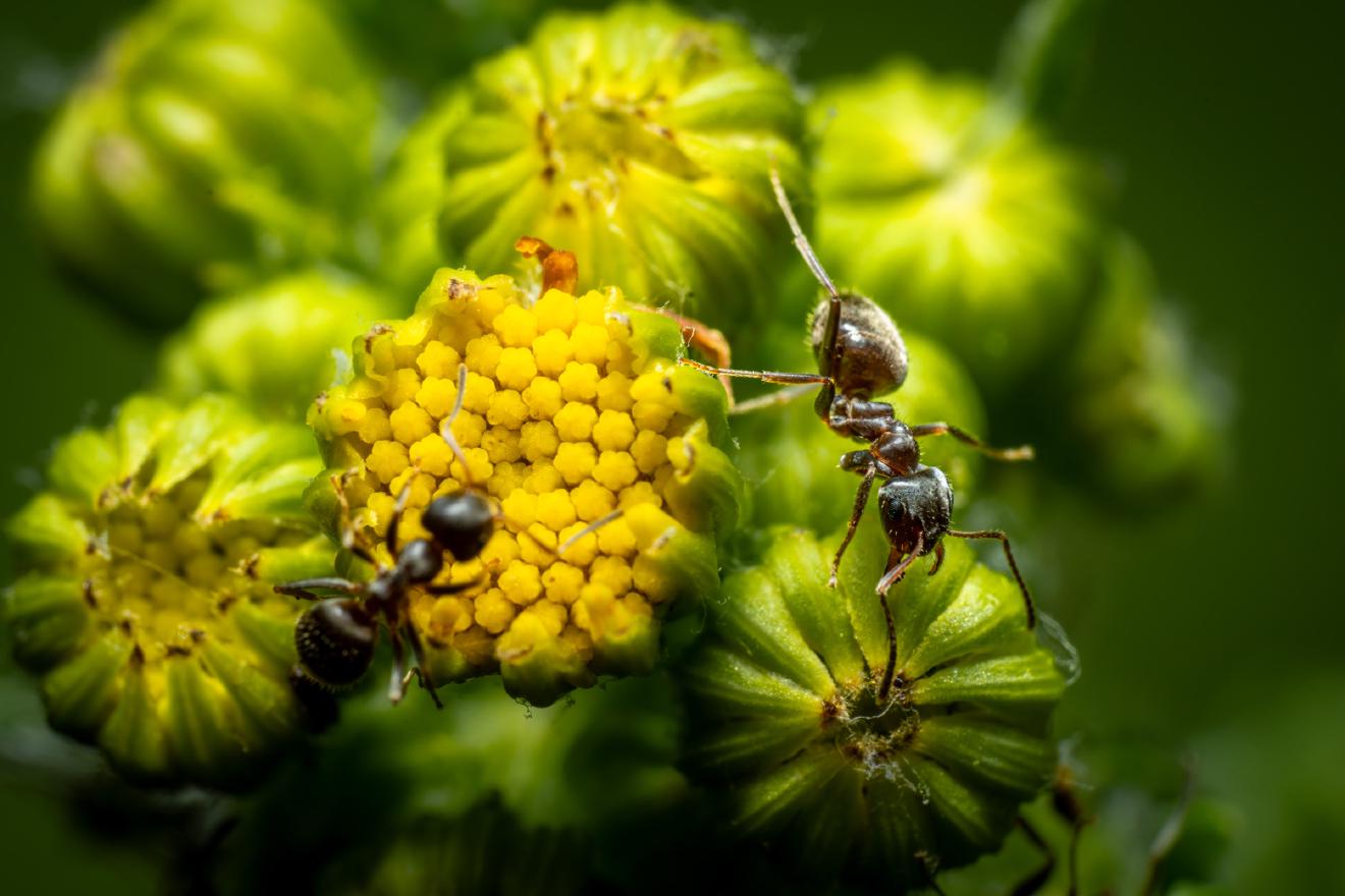 Brown Tree Ant – No. 8