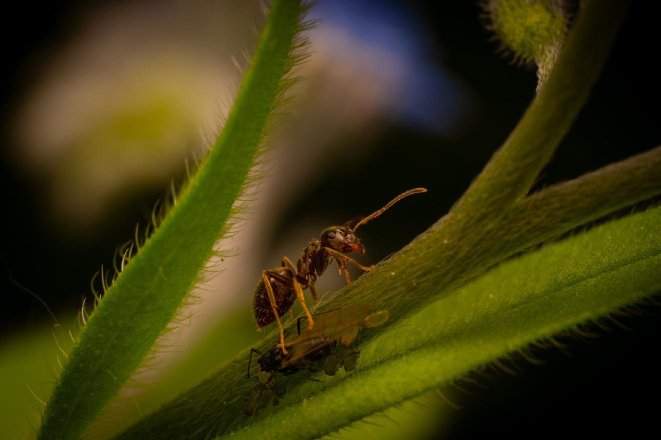 Brown Tree Ant – No. 9