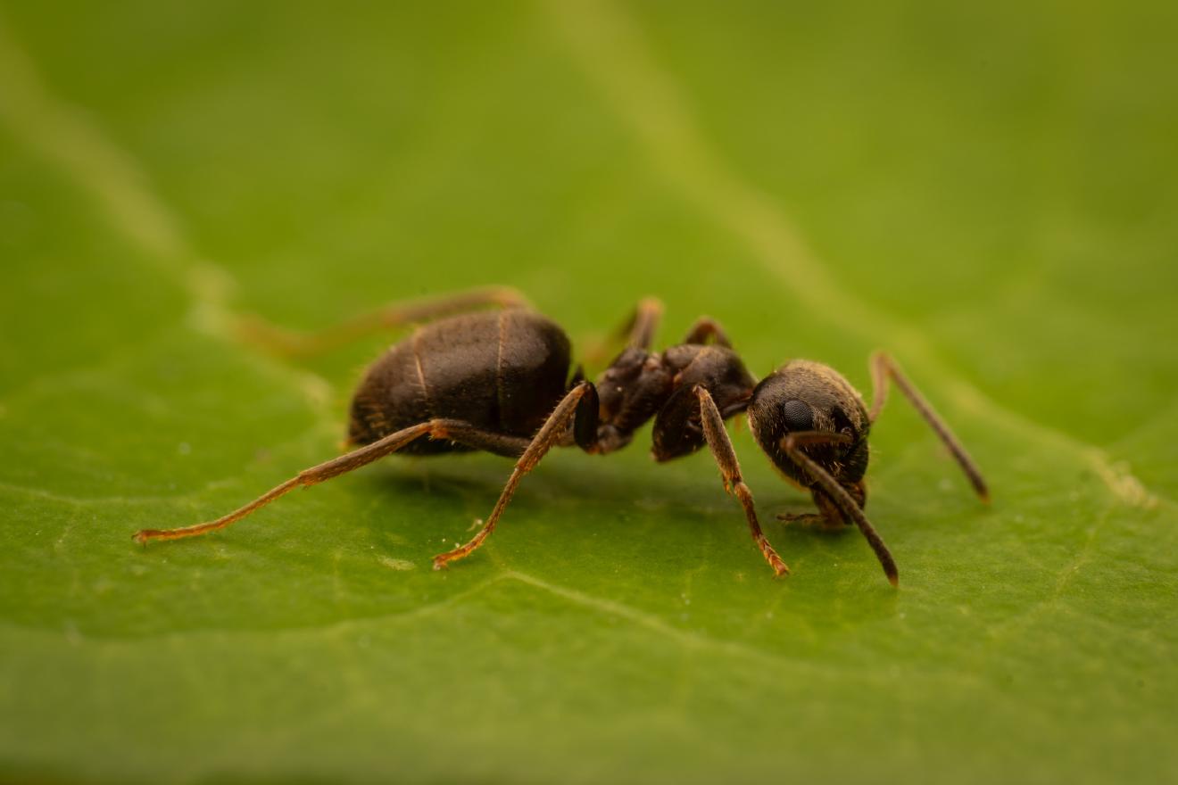 Brown Tree Ant – No. 11