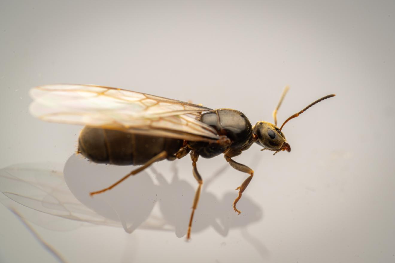 Braune Wegameise – No. 13
