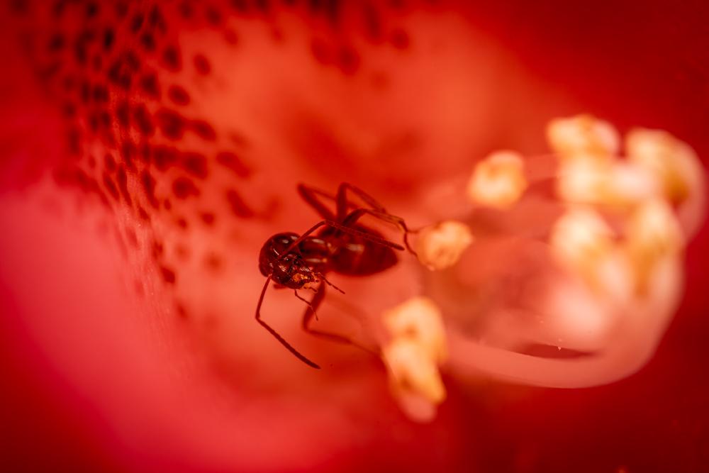Odorous Ants
