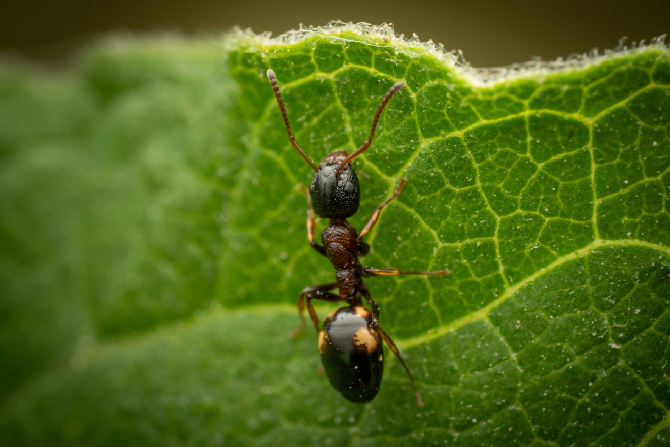 Dolichoderus quadripunctatus – No. 1