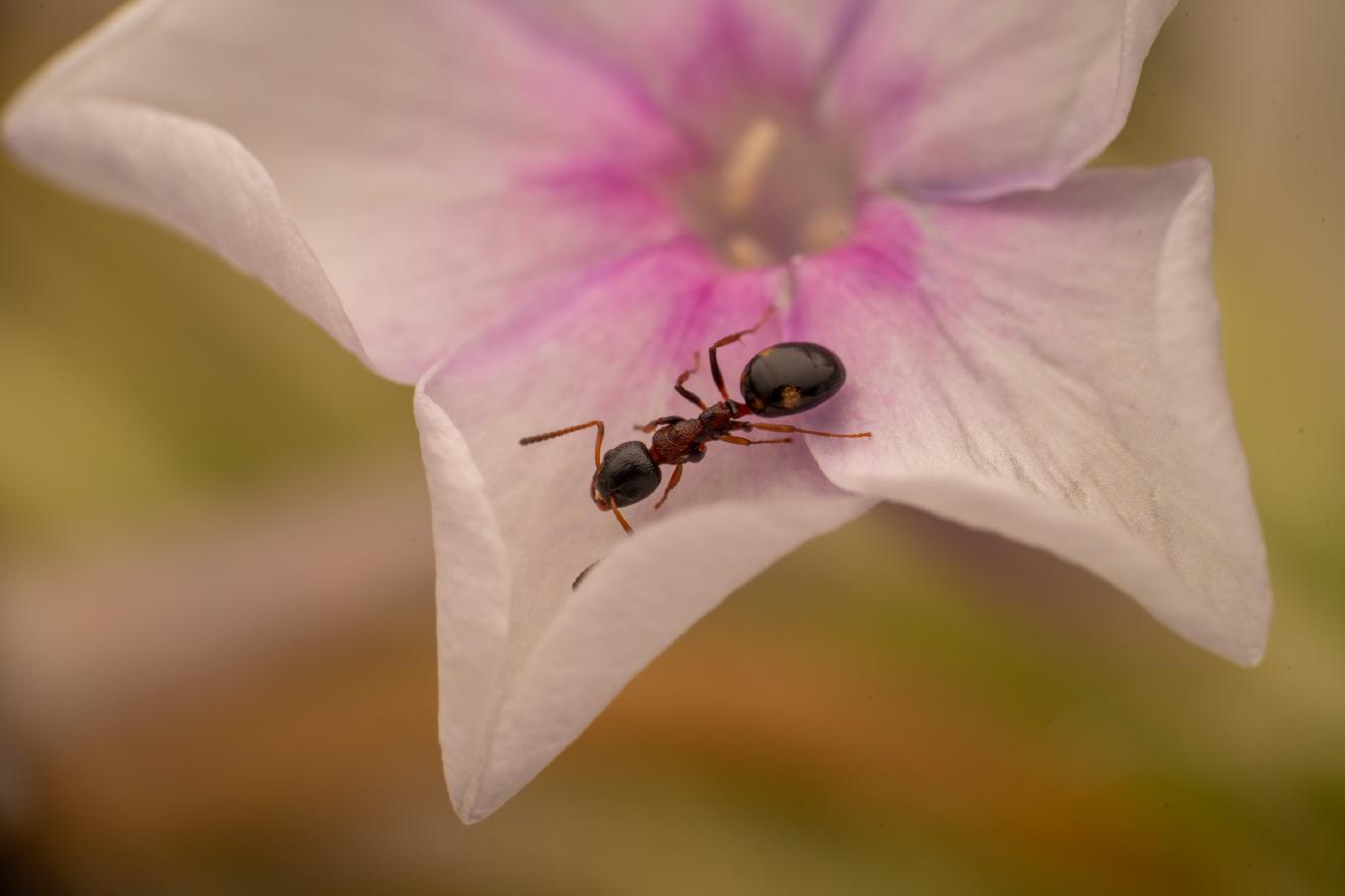 Dolichoderus quadripunctatus – No. 2