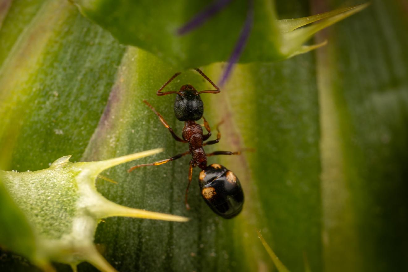 Dolichoderus quadripunctatus – No. 3