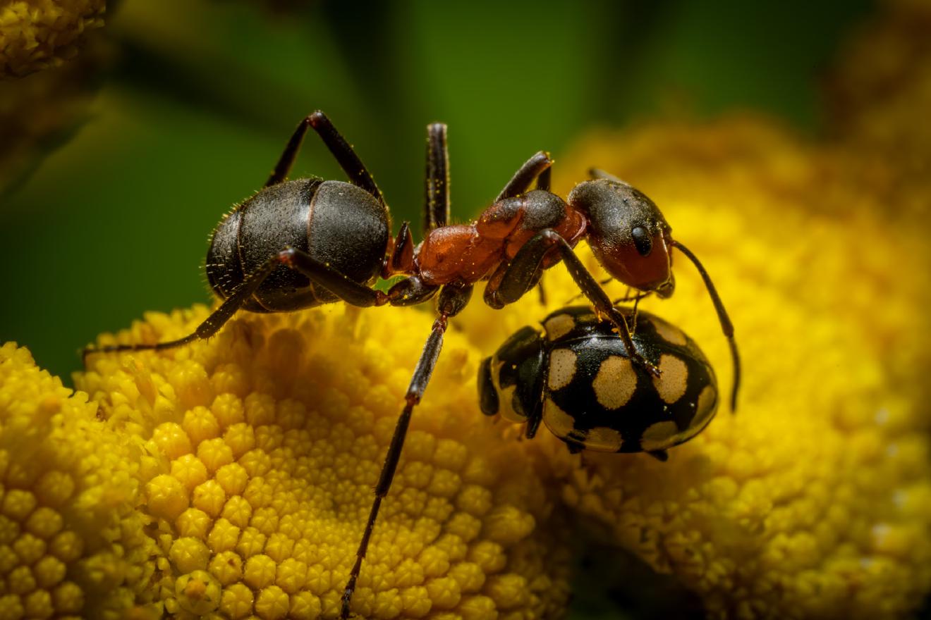 Black-backed meadow ant – No. 1