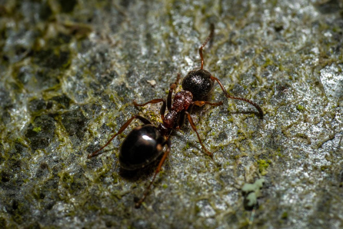 Black-backed meadow ant