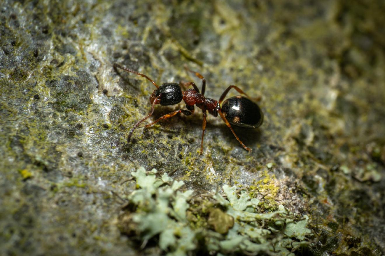 Black-backed meadow ant
