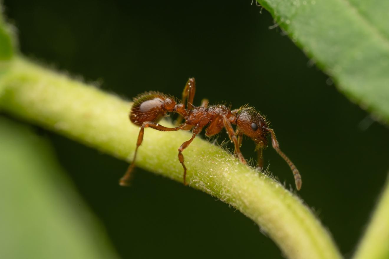 Myrmicine Ants – No. 1