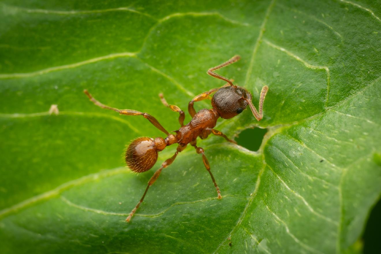 European fire ant – No. 1